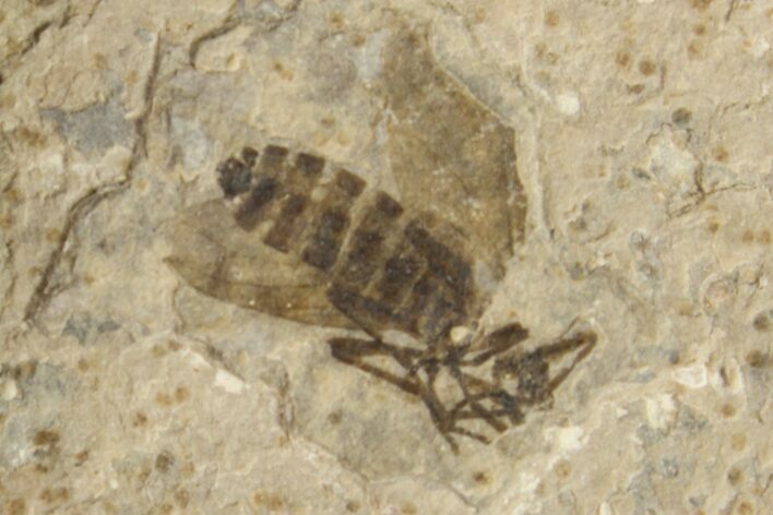 Fossil March Fly (Plecia) - Green River Formation #154426